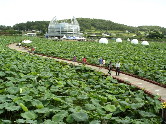 올 8월1일 문을 연 유리 온실도 회산지의 멋진 볼거리 입니다. 